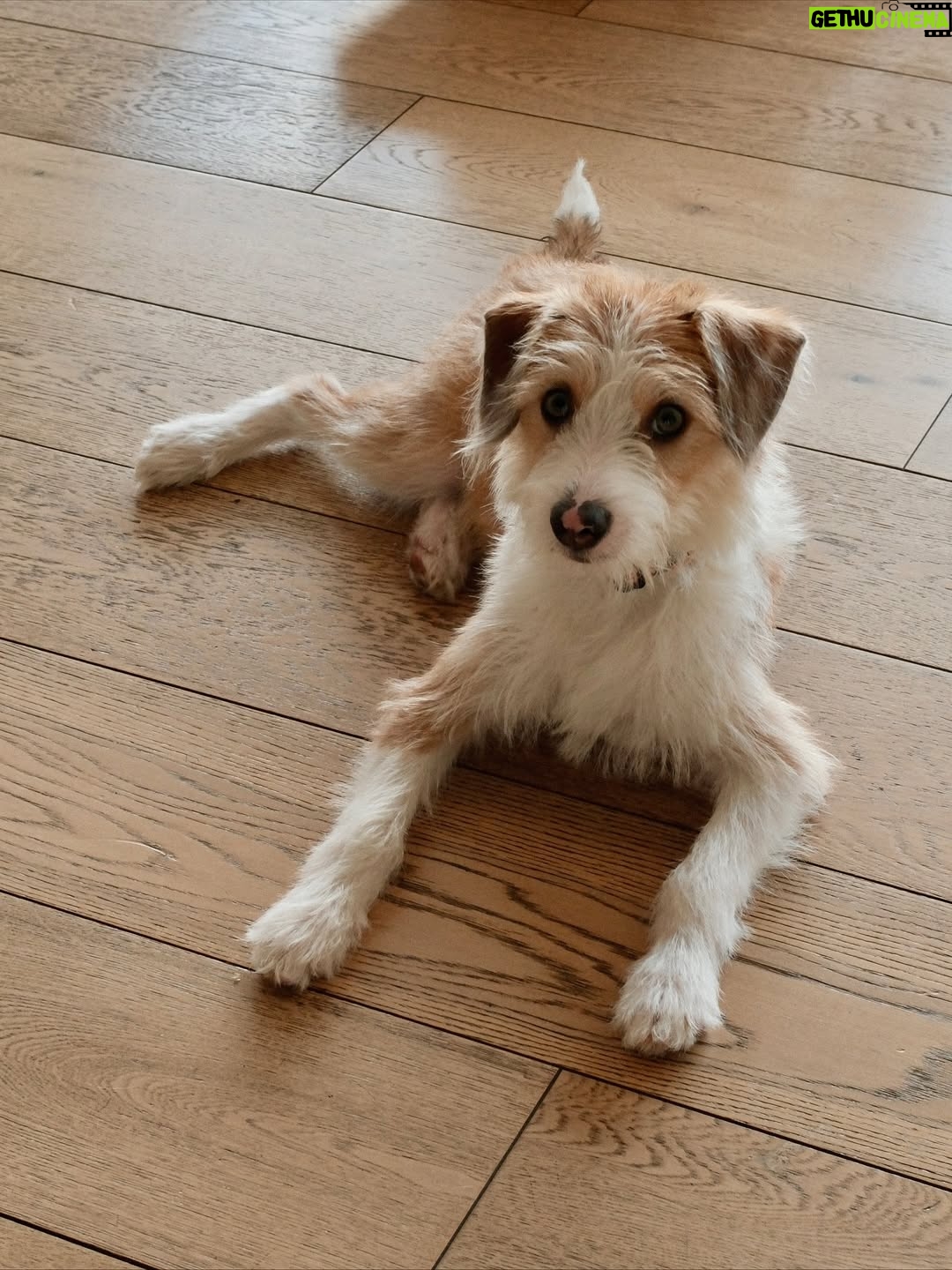 Belén Soto - 47.9K Likes - Bienvenido Jack 🐾
Hace unos meses sentí que mi corazón se rompía en pedacitos… Cuando Ralph, el amor de mi vida, se fue en noviembre, juré que nunca más iba a poder abrirme a la idea de tener un nuevo compañero. El dolor era demasiado. Y cuando adoptamos a Hugo, llena de ilusiones, la vida me volvió a golpear: partió a la semana, enfermito, con un destino que no pudimos cambiar. En ese momento pensé que lo mejor era desistir, que ya no podía más.

Pero la vida es sabia y me mostró que la mejor manera de sanar no era cerrando el corazón, sino abrirlo aún más. Conocer la historia de Hugo me abrió los ojos: entendí que hay tantos peludos allá afuera esperando un hogar, esperando amor, esperando una familia.

Hoy, después de dos meses juntos, puedo decirles que Jack llegó para enseñarme que del duelo también nace la esperanza, y que la forma más linda de honrar a Ralph y a Hugo es seguir dando amor. 

Ojalá este mensaje llegue a muchos corazones y más personas se animen a adoptar. Porque cuando adoptas, no solo salvas una vida… también sanas la tuya.

Bienvenido a nuestra pequeña familia, Jack 🐶