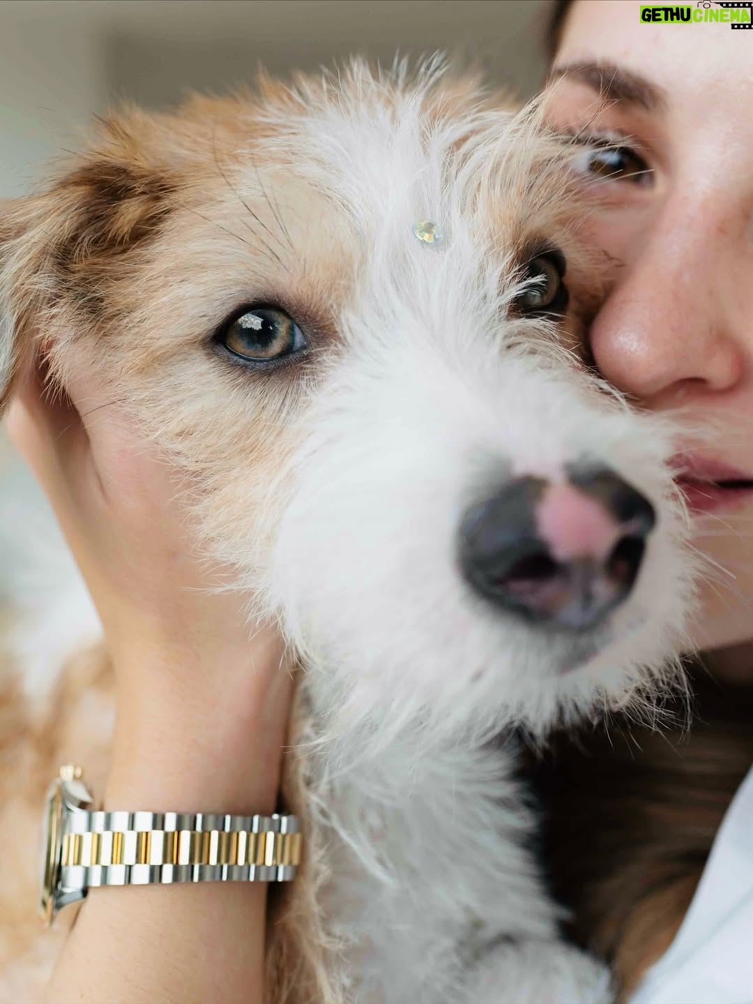 Belén Soto - 47.9K Likes - Bienvenido Jack 🐾
Hace unos meses sentí que mi corazón se rompía en pedacitos… Cuando Ralph, el amor de mi vida, se fue en noviembre, juré que nunca más iba a poder abrirme a la idea de tener un nuevo compañero. El dolor era demasiado. Y cuando adoptamos a Hugo, llena de ilusiones, la vida me volvió a golpear: partió a la semana, enfermito, con un destino que no pudimos cambiar. En ese momento pensé que lo mejor era desistir, que ya no podía más.

Pero la vida es sabia y me mostró que la mejor manera de sanar no era cerrando el corazón, sino abrirlo aún más. Conocer la historia de Hugo me abrió los ojos: entendí que hay tantos peludos allá afuera esperando un hogar, esperando amor, esperando una familia.

Hoy, después de dos meses juntos, puedo decirles que Jack llegó para enseñarme que del duelo también nace la esperanza, y que la forma más linda de honrar a Ralph y a Hugo es seguir dando amor. 

Ojalá este mensaje llegue a muchos corazones y más personas se animen a adoptar. Porque cuando adoptas, no solo salvas una vida… también sanas la tuya.

Bienvenido a nuestra pequeña familia, Jack 🐶