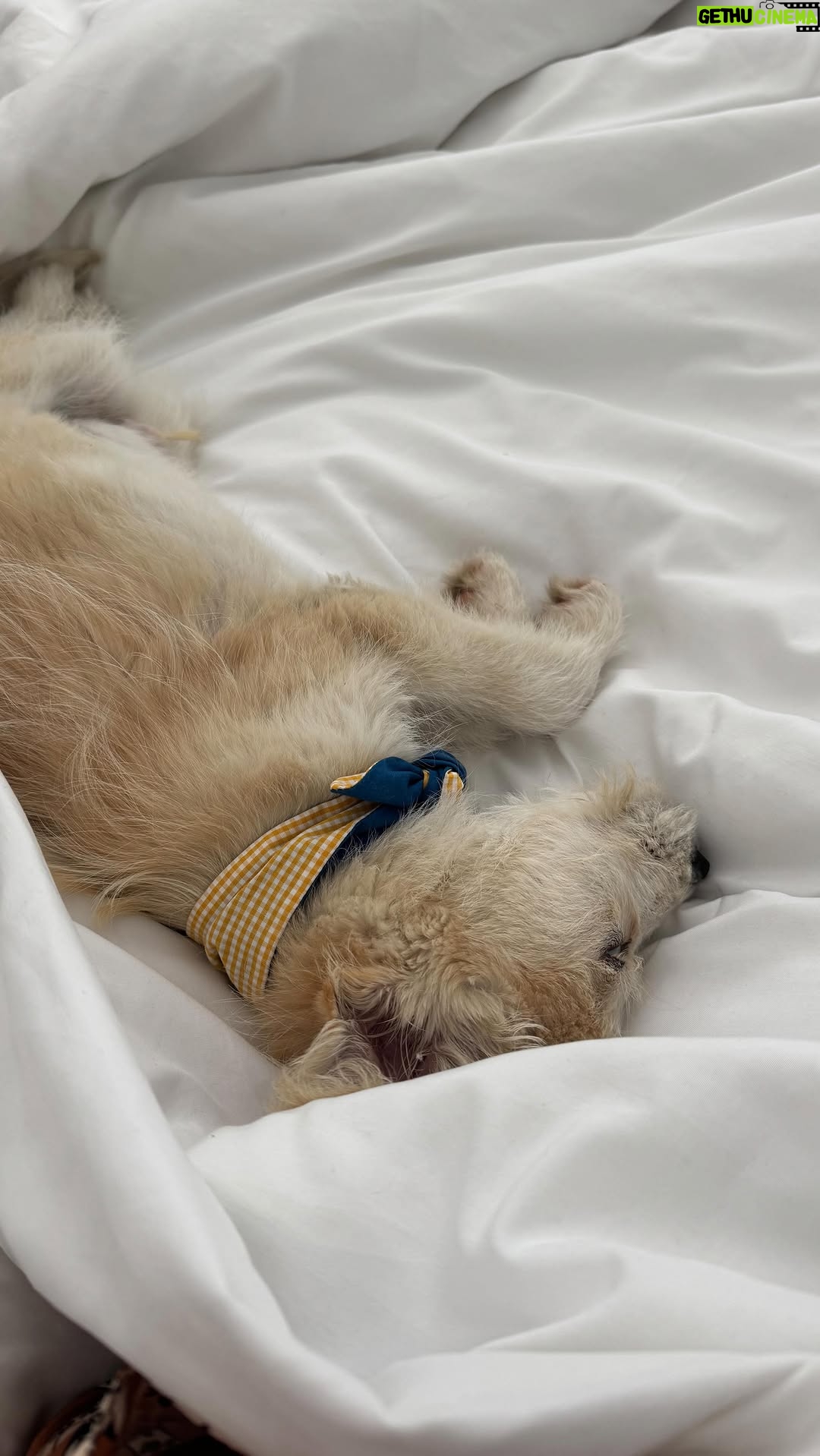 Belén Soto - 72.6K Likes - Que todos sepan que exististe 🐾🕯️🪽
El 28 de junio rescatamos a este pequeño, le pusimos Hugo, con casi tres meses, teníamos la ilusión de darle una nueva vida. 
Ya había pasado por lo que ningún ser vivo debería soportar:
Ser abandonado, golpeado por la calle, y estar completamente desnutrido. 
Sin saber más, lo llevamos al veterinario: traía con el, un estómago con 5 calcetines y un dispositivo de ropa que se tragó por hambre. Hambre de comida. Hambre de amor. Hambre de vida.

Lo operaron de urgencia.
Le extrajeron esos restos de olvido y negligencia.
Pero su cuerpecito estaba débil. Muy débil.
Tenía coronavirus canino, fiebre, dolor, miedo.
Aún así, luchó. Aún así, me miraba como si quisiera quedarse.

Días después, una complicación grave: su intestino colapsó de nuevo. Una segunda cirugía. Otra oportunidad.
Y resistió.

Le llevé el peluche de mi Ralph —el gran amor de mi vida que también se me fue hace poco— para que lo acompañara y cuidara. 
Y Hugo seguía mirando con esos ojos llenos de ternura, diciendo “no me dejen.”

Y no lo hicimos, Lo contuvimos día a día. Le recé. Le sostuve el alma con mis manos.

Cuando ya parecía que la medicina lo estabilizaba, su abdomen se llenó de líquido otra vez. Esta vez, con bacterias. Una tercera cirugía. La última batalla.

Y no la resistió.

Se fue, pero no se fue solo.
Se fue amado, protegido, sostenido.
Se fue sabiendo lo que era tener una casa, un nombre, una voz que lo nombraba. 

Este no debería ser el destino de ningún cachorro.

Ningún animal debería llegar a este nivel de daño por culpa del abandono.
Por eso hoy, en medio del dolor, comparto esto para crear conciencia real:

Hugo no murió en vano.
Murió mostrando todo lo que una vida rescatada puede enseñar:
la dignidad del amor, incluso cuando no hay final feliz.

Gracias, mi pequeño.
Gracias por elegirnos en tus últimos momentos de vida. 

Corre libre junto a Ralph. Vuela alto.
Y vuelve cuando quieras. Esta sigue siendo tu casa. 🕯️🪽✨ 
04/07/25