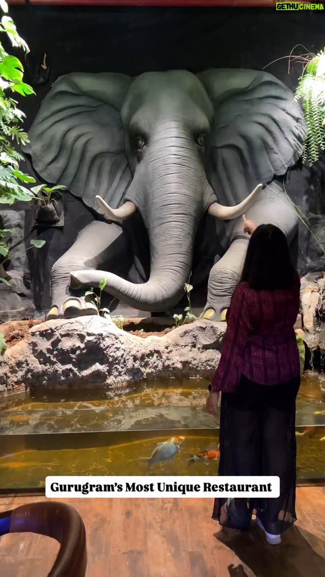 Bhawna Singla - 5.8K Likes - If you’re looking for perfect date night spot for your partner or family dining, then this should be on your top of the list! 

✅Jungle vibes 
✅Kids friendly 
✅Family friendly 
✅Live kitchen experience 

📍Gurugram, Golf course extensions! @mongabay_ 

#sunday #family #dining #gurugrammers #familydinner #kidsfriendly #dinner #kids #couple #fish #fishaquarium #fishes #fishfood #cafeholic