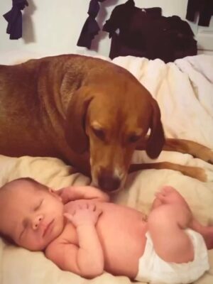 Cam Instagram - Happy Birthday Honey 🤍  11 years with our redbone coonhound rescue who absolutely *never* listens 🥹 You are a shining example of anarchy my gal and we love you!