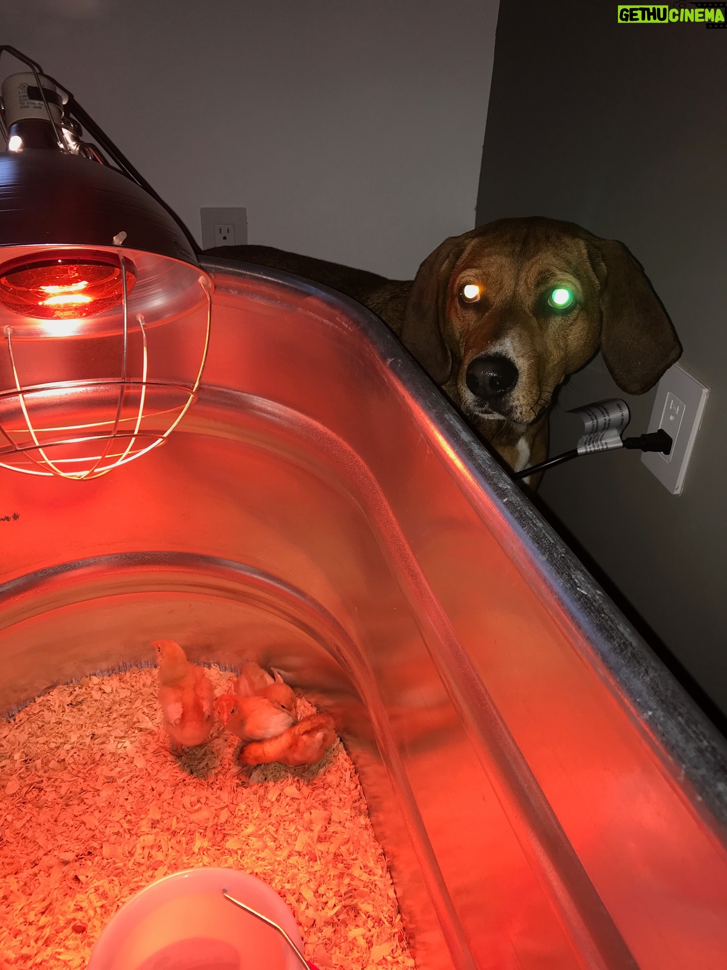 Cam - 1.6K Likes - Happy Birthday Honey 🤍  11 years with our redbone coonhound rescue who absolutely *never* listens 🥹 You are a shining example of anarchy my gal and we love you!