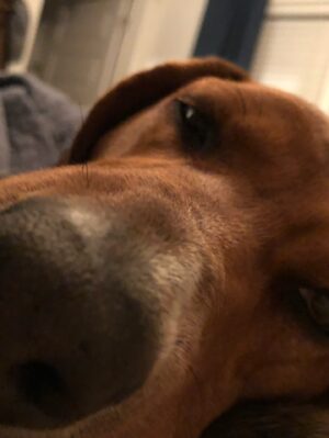Cam Instagram - Happy Birthday Honey 🤍  11 years with our redbone coonhound rescue who absolutely *never* listens 🥹 You are a shining example of anarchy my gal and we love you!