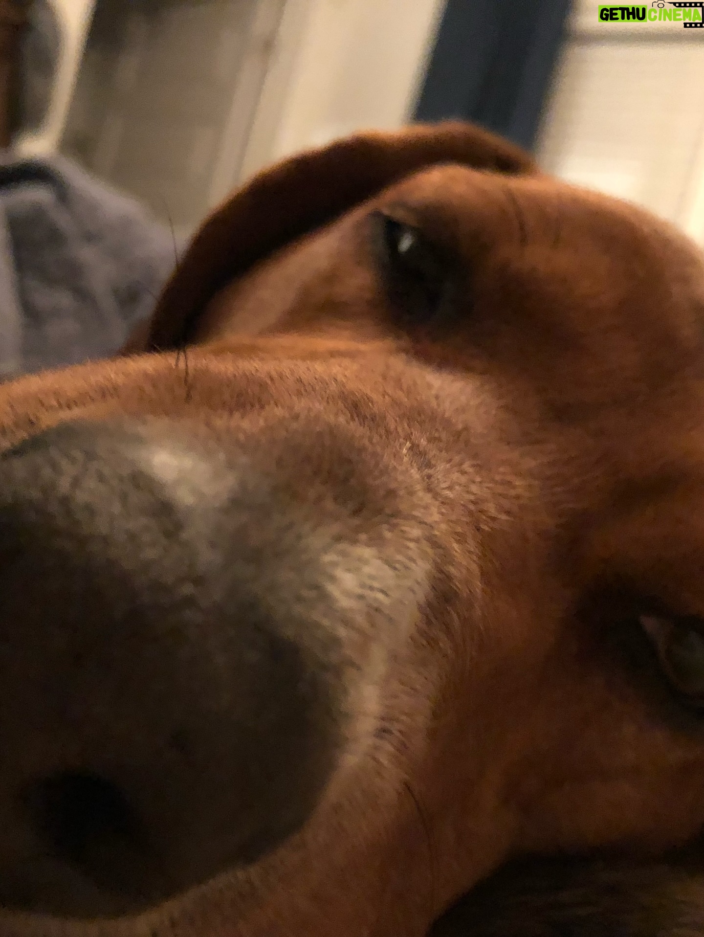 Cam - 1.6K Likes - Happy Birthday Honey 🤍  11 years with our redbone coonhound rescue who absolutely *never* listens 🥹 You are a shining example of anarchy my gal and we love you!