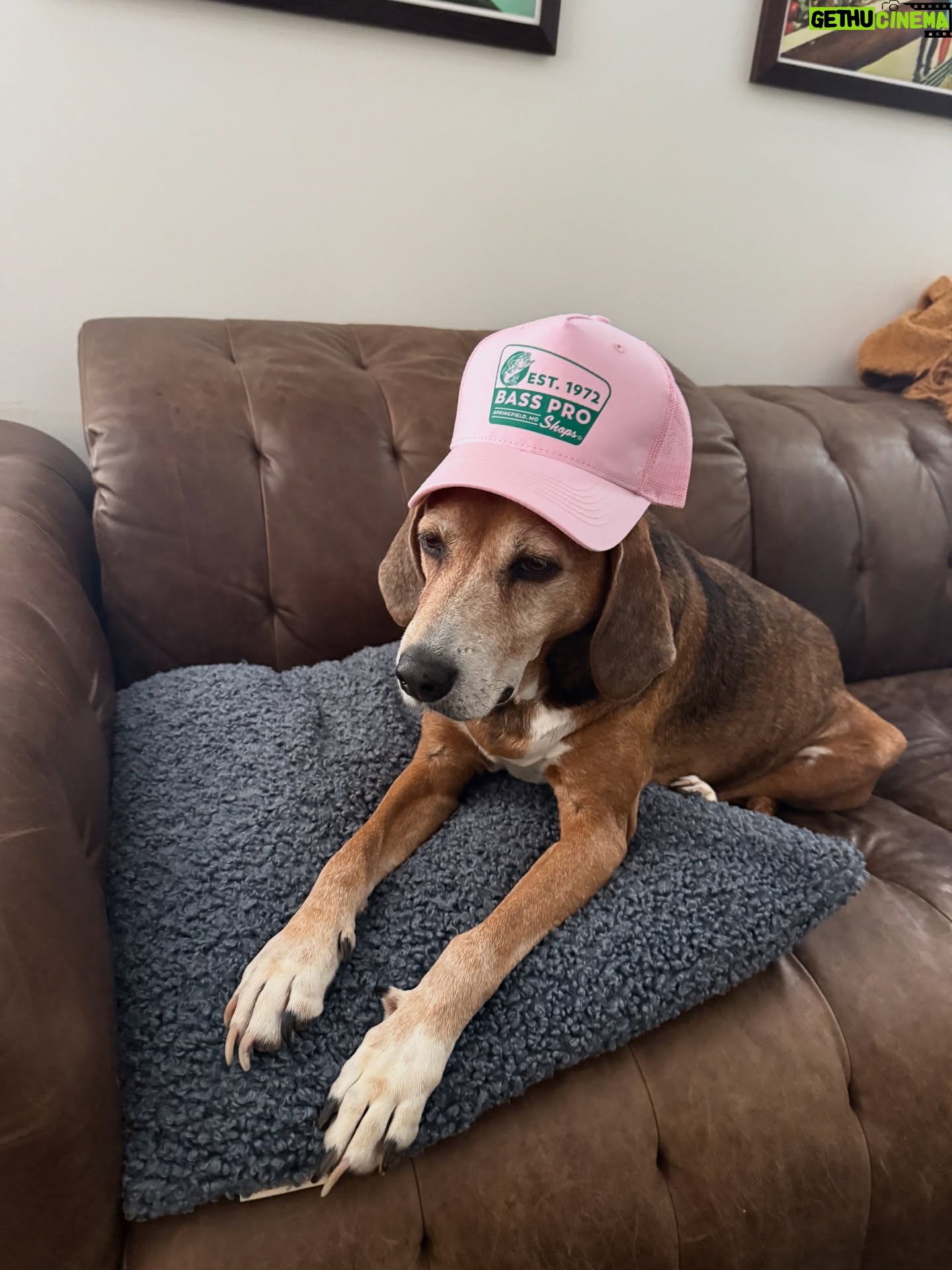 Cam - 1.6K Likes - Happy Birthday Honey 🤍  11 years with our redbone coonhound rescue who absolutely *never* listens 🥹 You are a shining example of anarchy my gal and we love you!