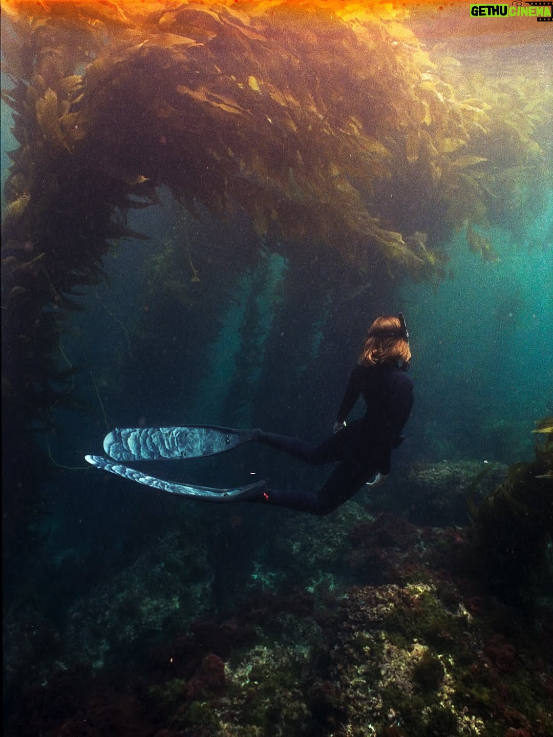 Carmel Rose - 13.9K Likes - Some film @swimmer_dude shot of me a few months back of a beautiful dive we did that I’ve been wanting to post 🤿