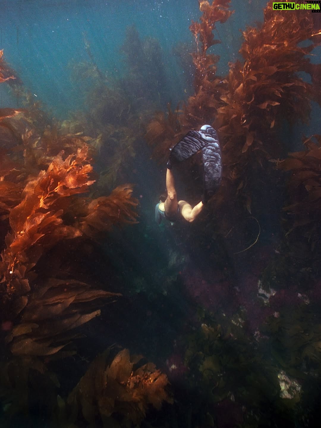 Carmel Rose - 13.9K Likes - Some film @swimmer_dude shot of me a few months back of a beautiful dive we did that I’ve been wanting to post 🤿