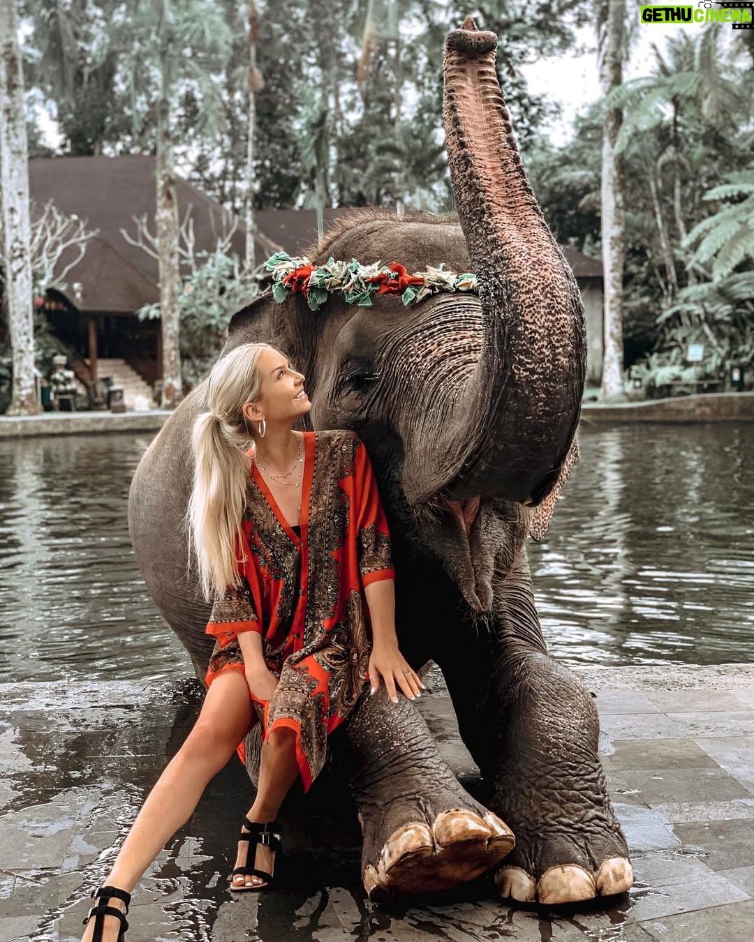 Cassidy Wolf - 3.1K Likes - In awe of this beauty, rescued from Sumatra ❤️🐘 Thank you @elephantsbali for keeping these gentle giants safe & healthy   giving them a chance at survival. I think elephants are some of the most intelligent, social & empathic animals. It was an absolute dream to be in their presence & to learn more about where they came from & what the conservation is doing to protect   help rehabilitate these beautiful creatures.