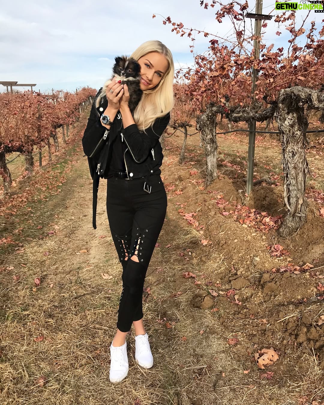 Cassidy Wolf - 3.9K Likes - Officially named her Pebbles ❤️ thank you to everyone who helped me name my best friend. So now go follow @pebblesdapom to see all her adventures! She’s SO exhausted from all the attention she got today at the wineries.... It’s ruff being cute😏