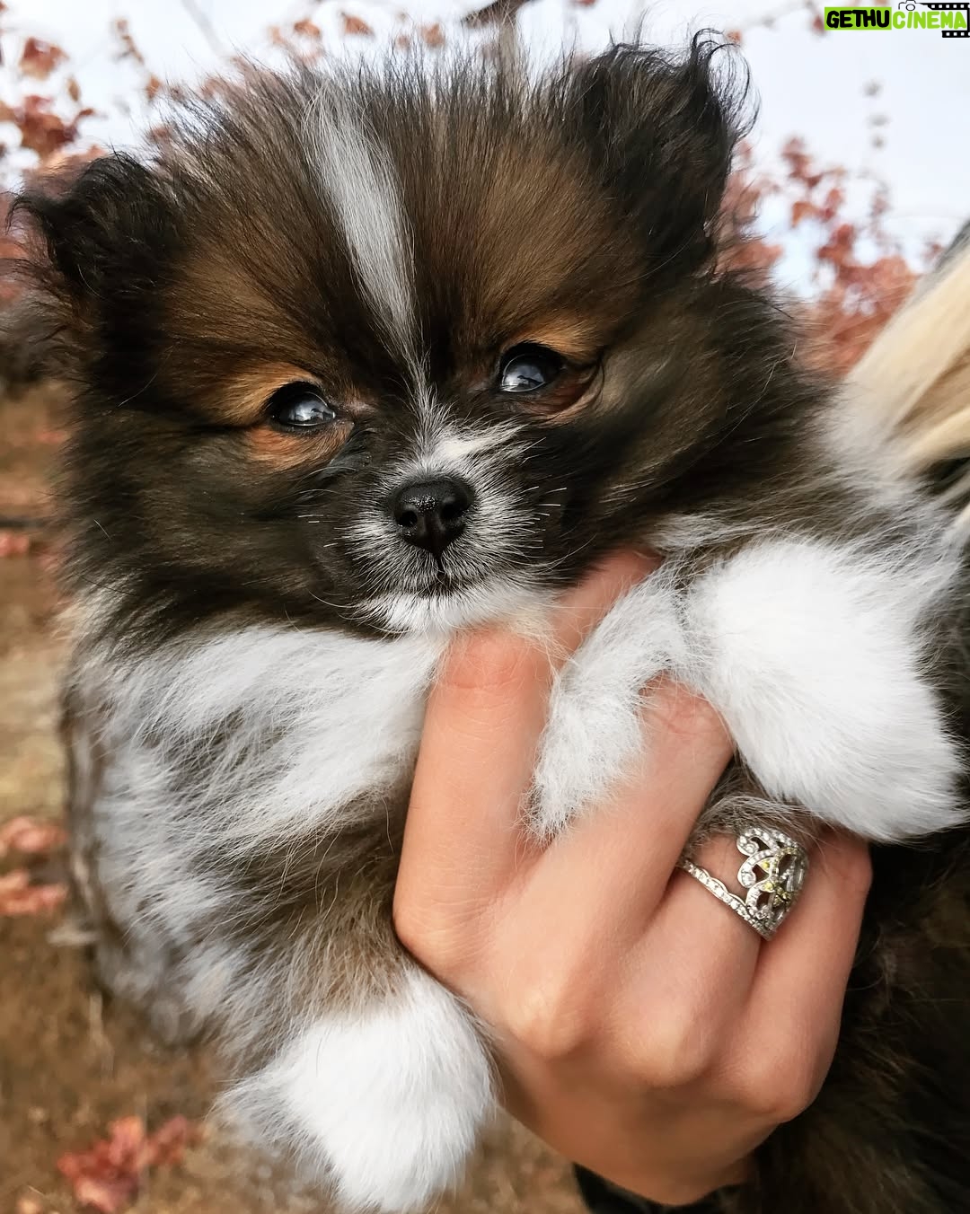 Cassidy Wolf - 3.9K Likes - Officially named her Pebbles ❤️ thank you to everyone who helped me name my best friend. So now go follow @pebblesdapom to see all her adventures! She’s SO exhausted from all the attention she got today at the wineries.... It’s ruff being cute😏