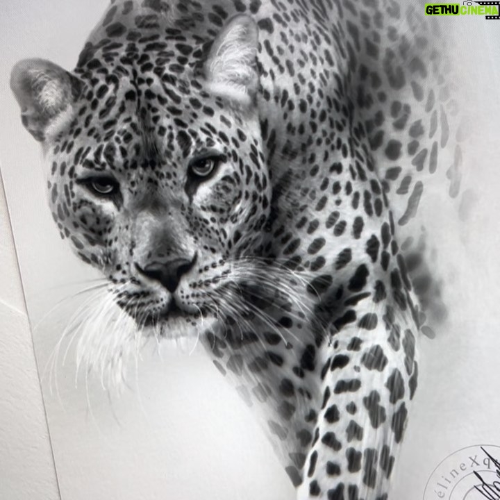 Céline Morel - 279 Likes - - Every stroke, every shadow in this realistic drawing is an attempt to capture the very essence of this magnificent creature. Carefully framed, this drawing is much more than just an artistic representation; it's a tribute to the wild beauty that surrounds us. 

• For inquiries and pricing, please contact me via direct message.•

#Art #Panther #Realism