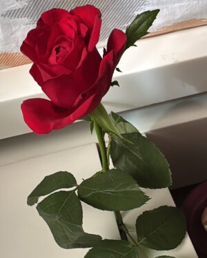 Chhaya Gami Instagram - 🌹❤️♾️
#omkichhayu
#thefirsttimewemet #roseday #7feb2025 #post #happyroseday