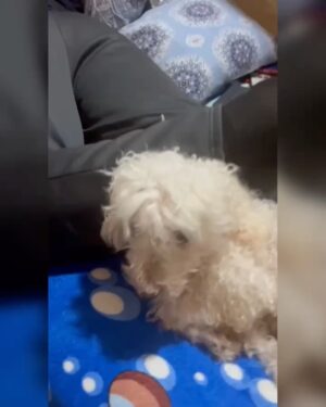 Clara Franco Instagram - Se fue oveji. Ralf Alexander Franco Riquelme 🫶🏻 🐾 pasteloso. territorial. Amoroso. Ladrón. Caniche inventado por Godicho hace 15 años y robado x mamá😬😶🌫️🗣️😆pa nosotros. Padrastro de Newuiz y chico’i de canelita con quienes ya está en el cielo sector perritos. El sábado le soñé. A los gritos lloré xq se vino a despedir. Hoy mami nos contó que ya dejó de sufrir. Estaba viejito y con achaques varios. El sábado 18 se fue. Como canelita. Un 18. Por lo visto cuando partió vino a contarme en mis sueños. 🥲 te amaremos siempre ovieji. Gracias por 15 añitos de amor . Fue buen perrito. rezaba con papá, se refugiaba con Ceci de las bombas. Se reía. Le invadía a brunervito. Jugó mucho y tuvo varios peinados. Hasta siempre patitaz con alitas. Ral! Le decía mamá xq no quería gastar su f he’i . 🗣️ auchis. Duerme pewuito. ❤️🥹🫶🏻con permisa se me metió algo en el ojo