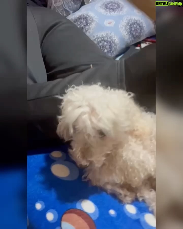 Clara Franco - 848 Likes - Se fue oveji. Ralf Alexander Franco Riquelme 🫶🏻 🐾 pasteloso. territorial. Amoroso. Ladrón. Caniche inventado por Godicho hace 15 años y robado x mamá😬😶‍🌫️🗣️😆pa nosotros. Padrastro de Newuiz y chico’i de canelita con quienes ya está en el cielo sector perritos. El sábado le soñé. A los gritos lloré xq se vino a despedir. Hoy mami nos contó que ya dejó de sufrir. Estaba viejito y con achaques varios. El sábado 18 se fue. Como canelita. Un 18. Por lo visto cuando partió vino a contarme en mis sueños. 🥲 te amaremos siempre ovieji. Gracias por 15 añitos de amor . Fue buen perrito. rezaba con papá, se refugiaba con Ceci de las bombas. Se reía. Le invadía a brunervito. Jugó mucho y tuvo varios peinados. Hasta siempre patitaz con alitas. Ral! Le decía mamá xq no quería gastar su f he’i . 🗣️ auchis. Duerme pewuito. ❤️🥹🫶🏻con permisa se me metió algo en el ojo