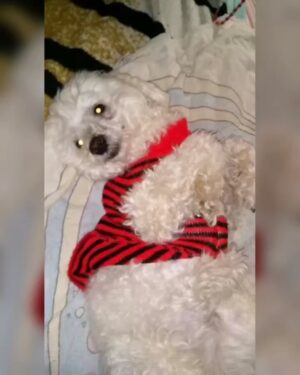 Clara Franco Instagram - Se fue oveji. Ralf Alexander Franco Riquelme 🫶🏻 🐾 pasteloso. territorial. Amoroso. Ladrón. Caniche inventado por Godicho hace 15 años y robado x mamá😬😶🌫️🗣️😆pa nosotros. Padrastro de Newuiz y chico’i de canelita con quienes ya está en el cielo sector perritos. El sábado le soñé. A los gritos lloré xq se vino a despedir. Hoy mami nos contó que ya dejó de sufrir. Estaba viejito y con achaques varios. El sábado 18 se fue. Como canelita. Un 18. Por lo visto cuando partió vino a contarme en mis sueños. 🥲 te amaremos siempre ovieji. Gracias por 15 añitos de amor . Fue buen perrito. rezaba con papá, se refugiaba con Ceci de las bombas. Se reía. Le invadía a brunervito. Jugó mucho y tuvo varios peinados. Hasta siempre patitaz con alitas. Ral! Le decía mamá xq no quería gastar su f he’i . 🗣️ auchis. Duerme pewuito. ❤️🥹🫶🏻con permisa se me metió algo en el ojo