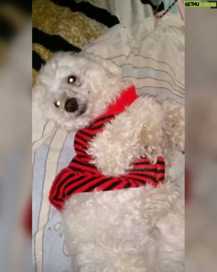 Clara Franco - 848 Likes - Se fue oveji. Ralf Alexander Franco Riquelme 🫶🏻 🐾 pasteloso. territorial. Amoroso. Ladrón. Caniche inventado por Godicho hace 15 años y robado x mamá😬😶‍🌫️🗣️😆pa nosotros. Padrastro de Newuiz y chico’i de canelita con quienes ya está en el cielo sector perritos. El sábado le soñé. A los gritos lloré xq se vino a despedir. Hoy mami nos contó que ya dejó de sufrir. Estaba viejito y con achaques varios. El sábado 18 se fue. Como canelita. Un 18. Por lo visto cuando partió vino a contarme en mis sueños. 🥲 te amaremos siempre ovieji. Gracias por 15 añitos de amor . Fue buen perrito. rezaba con papá, se refugiaba con Ceci de las bombas. Se reía. Le invadía a brunervito. Jugó mucho y tuvo varios peinados. Hasta siempre patitaz con alitas. Ral! Le decía mamá xq no quería gastar su f he’i . 🗣️ auchis. Duerme pewuito. ❤️🥹🫶🏻con permisa se me metió algo en el ojo