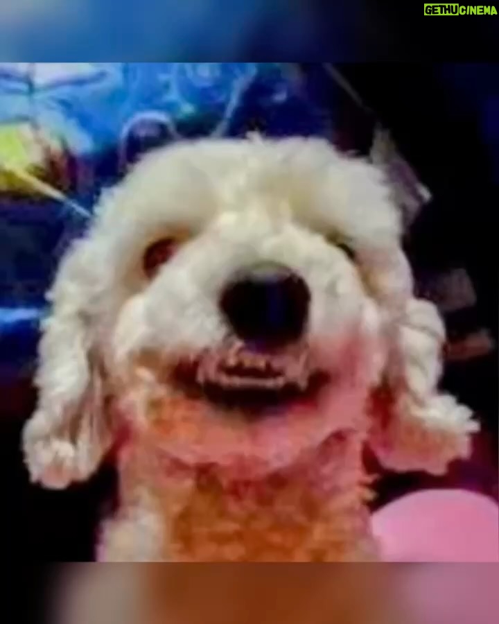 Clara Franco - 848 Likes - Se fue oveji. Ralf Alexander Franco Riquelme 🫶🏻 🐾 pasteloso. territorial. Amoroso. Ladrón. Caniche inventado por Godicho hace 15 años y robado x mamá😬😶‍🌫️🗣️😆pa nosotros. Padrastro de Newuiz y chico’i de canelita con quienes ya está en el cielo sector perritos. El sábado le soñé. A los gritos lloré xq se vino a despedir. Hoy mami nos contó que ya dejó de sufrir. Estaba viejito y con achaques varios. El sábado 18 se fue. Como canelita. Un 18. Por lo visto cuando partió vino a contarme en mis sueños. 🥲 te amaremos siempre ovieji. Gracias por 15 añitos de amor . Fue buen perrito. rezaba con papá, se refugiaba con Ceci de las bombas. Se reía. Le invadía a brunervito. Jugó mucho y tuvo varios peinados. Hasta siempre patitaz con alitas. Ral! Le decía mamá xq no quería gastar su f he’i . 🗣️ auchis. Duerme pewuito. ❤️🥹🫶🏻con permisa se me metió algo en el ojo