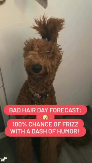 Darcy Donavan Instagram - 😂😂 TIME TO LAUGH😂😂
Who says only humans need a little pampering? 🐶✨ Check out these hilarious pups rocking some seriously wild hairdos! Sometimes you just have to embrace the messy moments and treat yourself to a little self-care whether it’s a spa day, a fresh haircut, or just a good laugh with friends.
Remember, taking care of yourself is just as important as taking care of your looks. So go ahead, spoil yourself a little today… and don’t forget to laugh along the way!
😄💖 #SelfCare #DogDays #PamperedPups
#DontForgetToLaugh