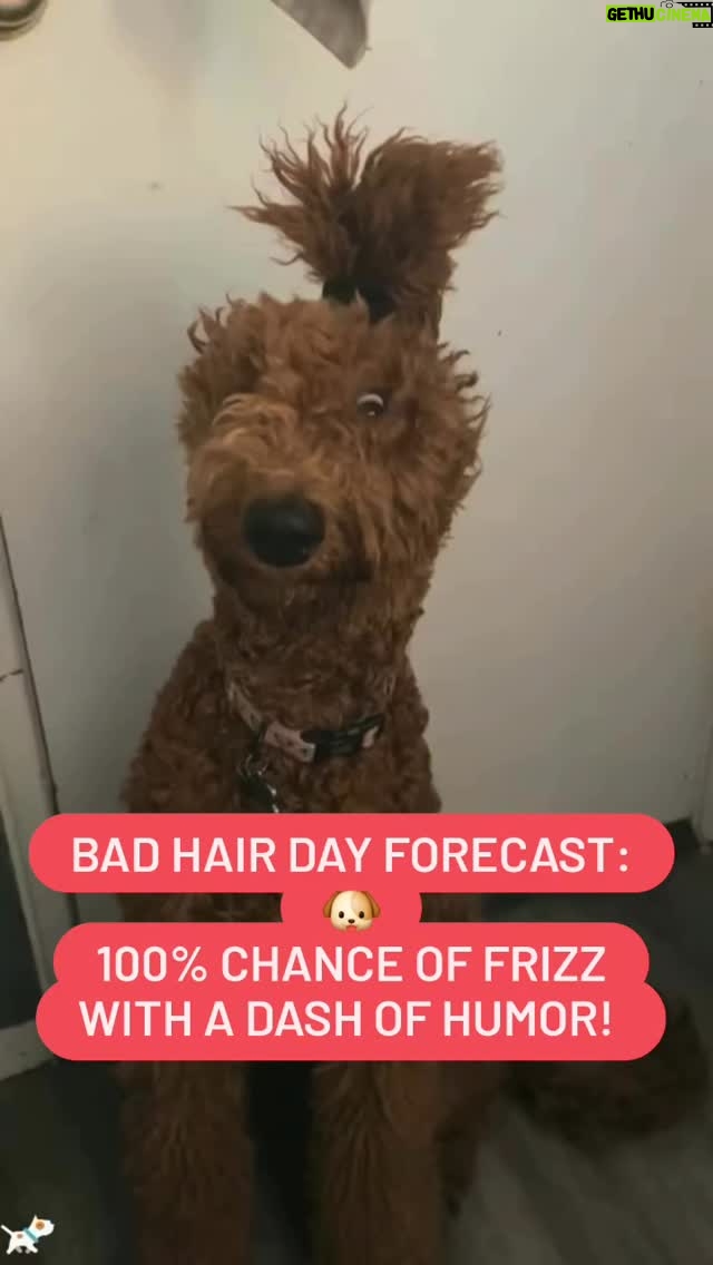 Darcy Donavan - 26.1K Likes - 😂😂 TIME TO LAUGH😂😂

Who says only humans need a little pampering? 🐶✨ Check out these hilarious pups rocking some seriously wild hairdos! Sometimes you just have to embrace the messy moments and treat yourself to a little self-care whether it’s a spa day, a fresh haircut, or just a good laugh with friends.

Remember, taking care of yourself is just as important as taking care of your looks. So go ahead, spoil yourself a little today… and don’t forget to laugh along the way!

 😄💖 #SelfCare #DogDays  #PamperedPups
 #DontForgetToLaugh
