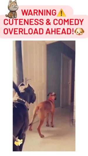 Darcy Donavan Instagram - 🐶✨ DOGS TRULY ARE THE BEST! 🐶✨
They bring so much joy, laughter, and unconditional love into our lives. From silly antics to heart-melting moments, these furry friends never fail to brighten our day. 🌟💖
If you need a boost of happiness, just watch these adorable and hilarious pups do what they do best—being absolutely amazing! 🐾😂
Tag a dog lover who needs a smile today! 🥰🐕
Big Hugs,
⭐ Darcy ⭐
#DogsOfInstagram #FurryFriends #DogLovers #HappinessInFur #PuppyLove #FunnyDogVideos #goodvibesonly✌