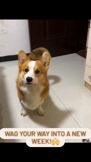 Darcy Donavan Instagram - 🐾✨ PETS MAKE LIFE SO MUCH BRIGHTER!✨🐾
It’s honestly so funny how our pets and dogs can bring so much laughter and joy into our everyday lives. They’ve got a way of making even the simplest moments special — with their silly antics, goofy faces, and unconditional love!❤️
I feel so incredibly grateful to have six amazing dogs who each bring their own unique light and happiness into my world. I love each of them fiercely, and I truly believe having a pet is one of the best gifts we can give ourselves. They remind us to live in the moment, love unconditionally, and find joy in the little things.
As you watch this reel, I hope it makes you realize just how much your pets mean to you. They’re family, they’re joy-bringers, and they make life so much brighter.
So, here’s to a week filled with love, laughter, and lots of cuddles with our furry friends! 🐶❤️
#PetLove #DogLife #JoyfulPets #UnconditionalLove #FurryFamily #HappyWeek #GratefulHeart #DogMomLife
