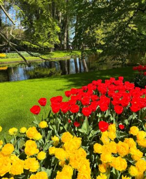 Deveshwari Negi Instagram - In tulip heaven š·
@visitkeukenhof ,NL š³š±
.
.
.
#tulip #tulips #netherland #netherlands #keukonhof #tulipsš· #spring #flowers #pics #pic #picture #pictureoftheday #pictures #flowerstagram #flowersofinstagram #europe #holland #hollandtulips #indianinbelgium #indianineurope #pahaadi_soul