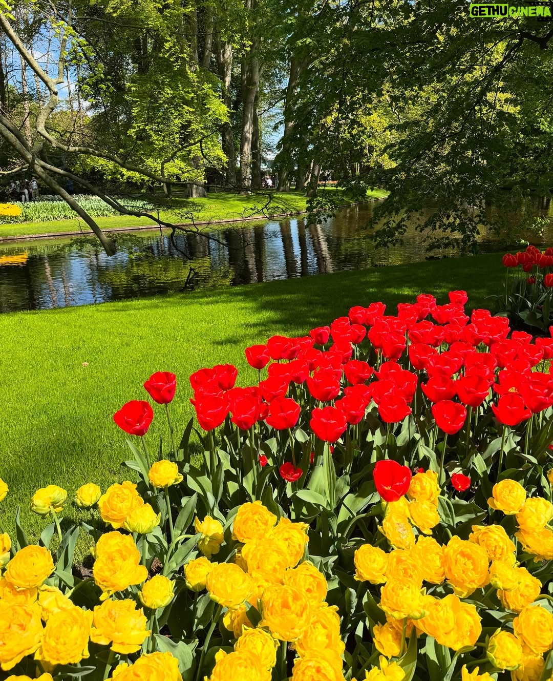 Deveshwari Negi - 1.4K Likes - In tulip heaven 🌷 
@visitkeukenhof ,NL 🇳🇱 
.
.
.
#tulip #tulips #netherland #netherlands #keukonhof #tulips🌷 #spring #flowers #pics #pic #picture #pictureoftheday #pictures #flowerstagram #flowersofinstagram #europe #holland #hollandtulips #indianinbelgium #indianineurope #pahaadi_soul