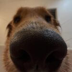 Dixie D’Amelio