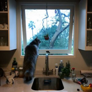Elaine Carroll Instagram - Mr. Hammers was a whopping 17-years-old. Born to the @noahkalina family and the half brother of Wikipedia Siberian example Bean, Charles Wolfgang Hammers (Hamburger, HW, Hamslice, Hambologna, Hammertime, Senior Hamburglar, Comet in Very Mary-Kate, Mr. Man) was a dire wolf of cats: gorgeous and ruthless. 

He once nabbed and ate a hummingbird without breaking eye contact with me. Another time, he escaped for three days, only to return home casually as we were posting “MISSING” signs throughout the neighborhood. When we were burgled in Brooklyn, the burglars left the backdoor open and we thought we lost him — but they had tucked him in the bathroom, because he commands that much respect. He got one bath in his life, and required 3x the average dose of Gabapentin to sedate him. In the middle of the night, he would caterwaul in a way that can only be described as haunting. In my many attempts to hold him, he gave me countless permanent scars; tattoos to remember his ferocity by. 

But every so often, and especially in his old age, he would lay by you and - without you putting a hand on him - purr like a like self-starting lawnmower. Touching him anywhere below the neck would be at your own peril - he’d dig into you like a venus flytrap - but head neck and ear scratches were met with squinty-eyed appreciation. If you were lucky enough to get him on your lap or chest for a few minutes, you would feel like the Chosen One — before he would shake his head and cover you in sticky drool. As Elaine would always say, “short visit”… except his was ultimately a deliciously long one: most of our adult lives together. 

Hammers passed away peacefully this afternoon. It was the only peaceful thing he ever did. Hammers, in another world you would have a giant iron statue erected in your honor. I hope this post suffices. Love you forever little man.