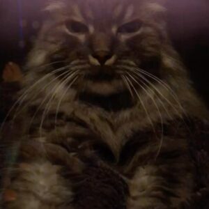 Elaine Carroll Instagram - Mr. Hammers was a whopping 17-years-old. Born to the @noahkalina family and the half brother of Wikipedia Siberian example Bean, Charles Wolfgang Hammers (Hamburger, HW, Hamslice, Hambologna, Hammertime, Senior Hamburglar, Comet in Very Mary-Kate, Mr. Man) was a dire wolf of cats: gorgeous and ruthless. 

He once nabbed and ate a hummingbird without breaking eye contact with me. Another time, he escaped for three days, only to return home casually as we were posting “MISSING” signs throughout the neighborhood. When we were burgled in Brooklyn, the burglars left the backdoor open and we thought we lost him — but they had tucked him in the bathroom, because he commands that much respect. He got one bath in his life, and required 3x the average dose of Gabapentin to sedate him. In the middle of the night, he would caterwaul in a way that can only be described as haunting. In my many attempts to hold him, he gave me countless permanent scars; tattoos to remember his ferocity by. 

But every so often, and especially in his old age, he would lay by you and - without you putting a hand on him - purr like a like self-starting lawnmower. Touching him anywhere below the neck would be at your own peril - he’d dig into you like a venus flytrap - but head neck and ear scratches were met with squinty-eyed appreciation. If you were lucky enough to get him on your lap or chest for a few minutes, you would feel like the Chosen One — before he would shake his head and cover you in sticky drool. As Elaine would always say, “short visit”… except his was ultimately a deliciously long one: most of our adult lives together. 

Hammers passed away peacefully this afternoon. It was the only peaceful thing he ever did. Hammers, in another world you would have a giant iron statue erected in your honor. I hope this post suffices. Love you forever little man.