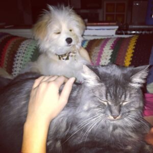 Elaine Carroll Instagram - Mr. Hammers was a whopping 17-years-old. Born to the @noahkalina family and the half brother of Wikipedia Siberian example Bean, Charles Wolfgang Hammers (Hamburger, HW, Hamslice, Hambologna, Hammertime, Senior Hamburglar, Comet in Very Mary-Kate, Mr. Man) was a dire wolf of cats: gorgeous and ruthless. 

He once nabbed and ate a hummingbird without breaking eye contact with me. Another time, he escaped for three days, only to return home casually as we were posting “MISSING” signs throughout the neighborhood. When we were burgled in Brooklyn, the burglars left the backdoor open and we thought we lost him — but they had tucked him in the bathroom, because he commands that much respect. He got one bath in his life, and required 3x the average dose of Gabapentin to sedate him. In the middle of the night, he would caterwaul in a way that can only be described as haunting. In my many attempts to hold him, he gave me countless permanent scars; tattoos to remember his ferocity by. 

But every so often, and especially in his old age, he would lay by you and - without you putting a hand on him - purr like a like self-starting lawnmower. Touching him anywhere below the neck would be at your own peril - he’d dig into you like a venus flytrap - but head neck and ear scratches were met with squinty-eyed appreciation. If you were lucky enough to get him on your lap or chest for a few minutes, you would feel like the Chosen One — before he would shake his head and cover you in sticky drool. As Elaine would always say, “short visit”… except his was ultimately a deliciously long one: most of our adult lives together. 

Hammers passed away peacefully this afternoon. It was the only peaceful thing he ever did. Hammers, in another world you would have a giant iron statue erected in your honor. I hope this post suffices. Love you forever little man.