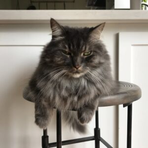 Elaine Carroll Instagram - Mr. Hammers was a whopping 17-years-old. Born to the @noahkalina family and the half brother of Wikipedia Siberian example Bean, Charles Wolfgang Hammers (Hamburger, HW, Hamslice, Hambologna, Hammertime, Senior Hamburglar, Comet in Very Mary-Kate, Mr. Man) was a dire wolf of cats: gorgeous and ruthless. 

He once nabbed and ate a hummingbird without breaking eye contact with me. Another time, he escaped for three days, only to return home casually as we were posting “MISSING” signs throughout the neighborhood. When we were burgled in Brooklyn, the burglars left the backdoor open and we thought we lost him — but they had tucked him in the bathroom, because he commands that much respect. He got one bath in his life, and required 3x the average dose of Gabapentin to sedate him. In the middle of the night, he would caterwaul in a way that can only be described as haunting. In my many attempts to hold him, he gave me countless permanent scars; tattoos to remember his ferocity by. 

But every so often, and especially in his old age, he would lay by you and - without you putting a hand on him - purr like a like self-starting lawnmower. Touching him anywhere below the neck would be at your own peril - he’d dig into you like a venus flytrap - but head neck and ear scratches were met with squinty-eyed appreciation. If you were lucky enough to get him on your lap or chest for a few minutes, you would feel like the Chosen One — before he would shake his head and cover you in sticky drool. As Elaine would always say, “short visit”… except his was ultimately a deliciously long one: most of our adult lives together. 

Hammers passed away peacefully this afternoon. It was the only peaceful thing he ever did. Hammers, in another world you would have a giant iron statue erected in your honor. I hope this post suffices. Love you forever little man.