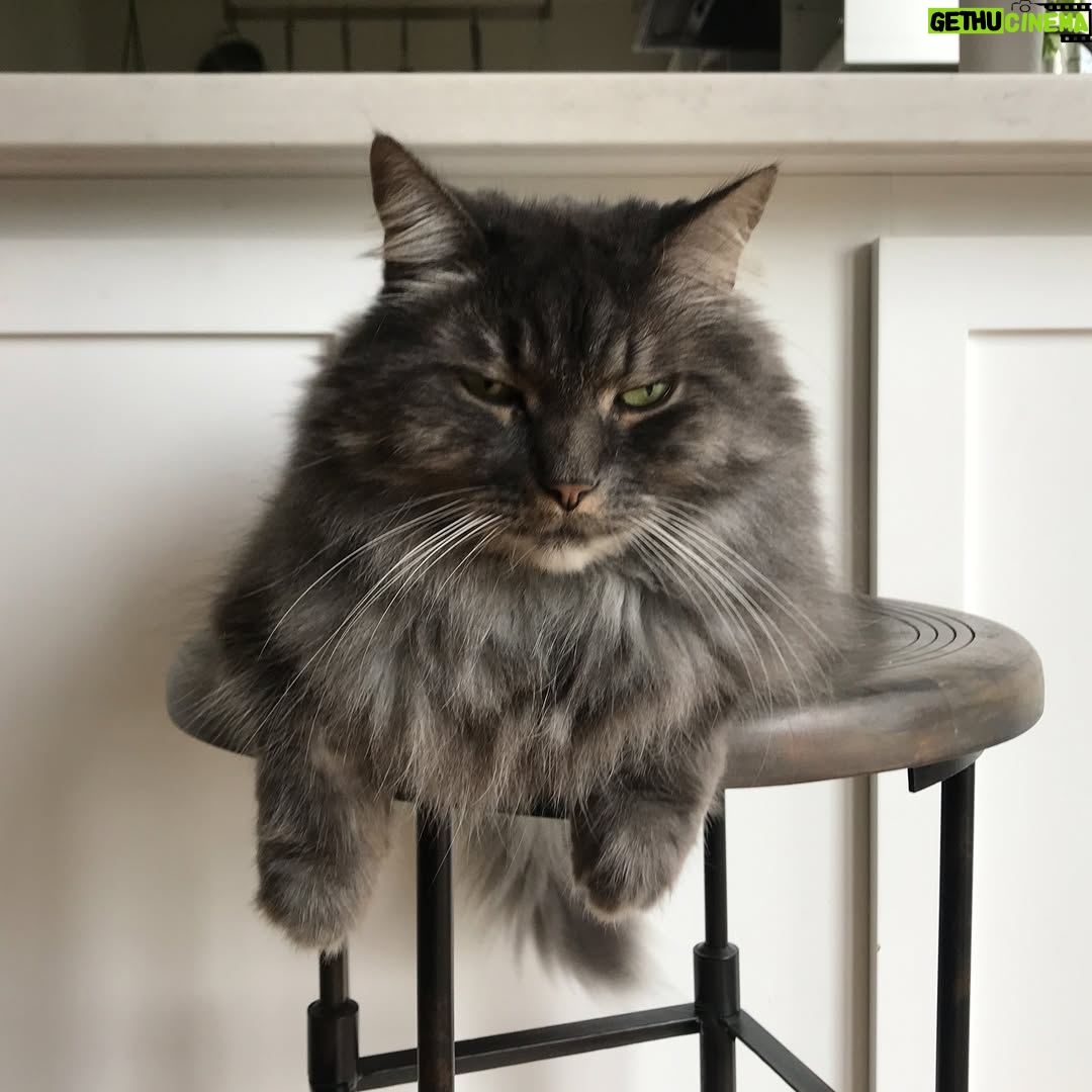 Elaine Carroll - 37.9K Likes - Mr. Hammers was a whopping 17-years-old. Born to the @noahkalina family and the half brother of Wikipedia Siberian example Bean, Charles Wolfgang Hammers (Hamburger, HW, Hamslice, Hambologna, Hammertime, Senior Hamburglar, Comet in Very Mary-Kate, Mr. Man) was a dire wolf of cats: gorgeous and ruthless. 

He once nabbed and ate a hummingbird without breaking eye contact with me. Another time, he escaped for three days, only to return home casually as we were posting “MISSING” signs throughout the neighborhood. When we were burgled in Brooklyn, the burglars left the backdoor open and we thought we lost him — but they had tucked him in the bathroom, because he commands that much respect. He got one bath in his life, and required 3x the average dose of Gabapentin to sedate him. In the middle of the night, he would caterwaul in a way that can only be described as haunting. In my many attempts to hold him, he gave me countless permanent scars; tattoos to remember his ferocity by. 

But every so often, and especially in his old age, he would lay by you and - without you putting a hand on him - purr like a like self-starting lawnmower. Touching him anywhere below the neck would be at your own peril - he’d dig into you like a venus flytrap - but head neck and ear scratches were met with squinty-eyed appreciation. If you were lucky enough to get him on your lap or chest for a few minutes, you would feel like the Chosen One — before he would shake his head and cover you in sticky drool. As Elaine would always say, “short visit”… except his was ultimately a deliciously long one: most of our adult lives together. 

Hammers passed away peacefully this afternoon. It was the only peaceful thing he ever did. Hammers, in another world you would have a giant iron statue erected in your honor. I hope this post suffices. Love you forever little man.