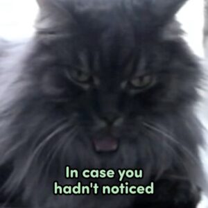 Elaine Carroll Instagram - Mr. Hammers was a whopping 17-years-old. Born to the @noahkalina family and the half brother of Wikipedia Siberian example Bean, Charles Wolfgang Hammers (Hamburger, HW, Hamslice, Hambologna, Hammertime, Senior Hamburglar, Comet in Very Mary-Kate, Mr. Man) was a dire wolf of cats: gorgeous and ruthless. 

He once nabbed and ate a hummingbird without breaking eye contact with me. Another time, he escaped for three days, only to return home casually as we were posting “MISSING” signs throughout the neighborhood. When we were burgled in Brooklyn, the burglars left the backdoor open and we thought we lost him — but they had tucked him in the bathroom, because he commands that much respect. He got one bath in his life, and required 3x the average dose of Gabapentin to sedate him. In the middle of the night, he would caterwaul in a way that can only be described as haunting. In my many attempts to hold him, he gave me countless permanent scars; tattoos to remember his ferocity by. 

But every so often, and especially in his old age, he would lay by you and - without you putting a hand on him - purr like a like self-starting lawnmower. Touching him anywhere below the neck would be at your own peril - he’d dig into you like a venus flytrap - but head neck and ear scratches were met with squinty-eyed appreciation. If you were lucky enough to get him on your lap or chest for a few minutes, you would feel like the Chosen One — before he would shake his head and cover you in sticky drool. As Elaine would always say, “short visit”… except his was ultimately a deliciously long one: most of our adult lives together. 

Hammers passed away peacefully this afternoon. It was the only peaceful thing he ever did. Hammers, in another world you would have a giant iron statue erected in your honor. I hope this post suffices. Love you forever little man.