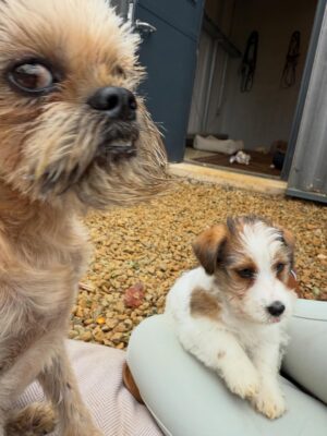 Ellen DeGeneres Instagram - Here’s your daily dose of Sport. He’s the best puppy. Kid is still not sure.