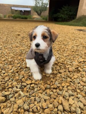 Ellen DeGeneres Instagram - Here’s your daily dose of Sport. He’s the best puppy. Kid is still not sure.