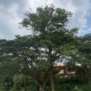 Emelda Rosemila Instagram - Part 1.
Persinggahan yg penuh emosi.

Karai. Nama sebuah tempat yg tersemat indah dlm ingatan mel sejak kecil. Salah satu tempat yg ada dlm bucket list yg mel nak re-visit. Tempat tinggal atuk & nenek saudara yg menjadi tempat favorite mel masa kecik2 sbb ada sungai. Tahun 80an. Mel masih sekolah rendah. Bila ayah-ngah ( abg mama mel ) balik ipoh dari KL, Karai menjadi destinasi wajib. Dia akan ajak opah mel and angkut mel sekali klu cuti sekolah. Mmg suka sgt dpt pergi rumah tokcik, sbb boleh mandi sungai berejam2 smpai kena marah baru naik, jari smpai kecut2. Tapi, perjalanan menuju ke Karai tu mel tak suka, belum ada highway so kena guna jalan lama sungai siput, kdg klu bertolak malam, gelap ya amat, dikelilingi hutan & hanya bercahayakan bulan & bintang.

Dah smpai Karai pun, kena park kereta kat atas bukit, lepas tu kena jalan kaki turun bukit sbb takde laluan kereta. Jalan denai kecik jer, kiri kanan sawah padi dalam hutan banat gelap gelita. Kena menyelusuri jalan2 kecik utk sampai ke rumah tokcik yg terpencil dlm hutan. Kiri kanan tak ada rmh org. Rmh semua jauh2. 10 minit jugakla nak jalan. Mel mesti tutup mata peluk opah ketat2. Mel masih ingat perjalanan dan pengalaman itu dgn jelas, sbb ia memerlukan kekuatan mental yg tinggi utk smpai ke rumah tokcik utk budak 9 - 10 tahun. Menakutkan.😅

Rmh tokcik takde letrik. Takde tv. Klu mlm pasang lampu minyak tanah. Sebak bila membayangkan wajah2 kesayangan duduk melingkar, berbual sambil menikmati kopi kampung pekat. Gelak tawa mereka menjadi muzik indah dalam malam yg sunyi, hanya bertemankan lampu minyak tanah borak sampai lewat malam. Mel akan baring diriba opah sambil dengar org dewasa berborak. Gelak ketawa dorang masih segar dlm ingatan. Serba tak cukup, tapi sgt2 bahagia.🥹

Bila siang, dari pagi dah paksa opah & atuk bwk mandi sungai. Terpaksala dorg melayan. Klu mandi dgn atuk best sbb dia kelakar selalu entertain dgn lawak2 dia. Dia pandai tangkap udang2 kecik lepas tu terus makan. Fresh katanya😅. 

Sambung part 2.