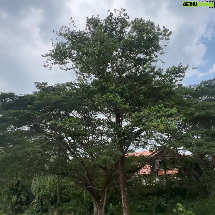 Emelda Rosemila - 1.5K Likes - Part 1.
Persinggahan yg penuh emosi.

Karai. Nama sebuah tempat yg tersemat indah dlm ingatan mel sejak kecil. Salah satu tempat yg ada dlm bucket list yg mel nak re-visit. Tempat tinggal atuk & nenek saudara yg menjadi tempat favorite mel masa kecik2 sbb ada sungai. Tahun 80an. Mel masih sekolah rendah. Bila ayah-ngah ( abg mama mel ) balik ipoh dari KL, Karai menjadi destinasi wajib. Dia akan ajak opah mel and angkut mel sekali klu cuti sekolah. Mmg suka sgt dpt pergi rumah tokcik, sbb boleh mandi sungai berejam2 smpai kena marah baru naik, jari smpai kecut2. Tapi, perjalanan menuju ke Karai tu mel tak suka, belum ada highway so kena guna jalan lama sungai siput, kdg klu bertolak malam, gelap ya amat, dikelilingi hutan & hanya bercahayakan bulan & bintang.

Dah smpai Karai pun, kena park kereta kat atas bukit, lepas tu kena jalan kaki turun bukit sbb takde laluan kereta. Jalan denai kecik jer, kiri kanan sawah padi dalam hutan banat gelap gelita. Kena menyelusuri jalan2 kecik utk sampai ke rumah tokcik yg terpencil dlm hutan. Kiri kanan tak ada rmh org. Rmh semua jauh2. 10 minit jugakla nak jalan. Mel mesti tutup mata peluk opah ketat2. Mel masih ingat perjalanan dan pengalaman itu dgn jelas, sbb ia memerlukan kekuatan mental yg tinggi utk smpai ke rumah tokcik utk budak 9 - 10 tahun. Menakutkan.😅

Rmh tokcik takde letrik. Takde tv. Klu mlm pasang lampu minyak tanah. Sebak bila membayangkan wajah2 kesayangan duduk melingkar, berbual sambil menikmati kopi kampung pekat. Gelak tawa mereka menjadi muzik indah dalam malam yg sunyi, hanya bertemankan lampu minyak tanah borak sampai lewat malam. Mel akan baring diriba opah sambil dengar org dewasa berborak. Gelak ketawa dorang masih segar dlm ingatan. Serba tak cukup, tapi sgt2 bahagia.🥹

Bila siang, dari pagi dah paksa opah & atuk bwk mandi sungai. Terpaksala dorg melayan. Klu mandi dgn atuk best sbb dia kelakar selalu entertain dgn lawak2 dia. Dia pandai tangkap udang2 kecik lepas tu terus makan. Fresh katanya😅. 

Sambung part 2.