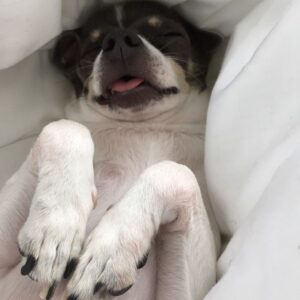 Emma Schweiger Instagram - I miss my Baby so much. It's been an unbearable couple weeks without you and I don't know how much more I can handle. You are the absolute best friend one could ever wish for. Please come back soon. I'll be waiting here with fresh sheets for you to mess up with your dirty paws. I have and will always love you.