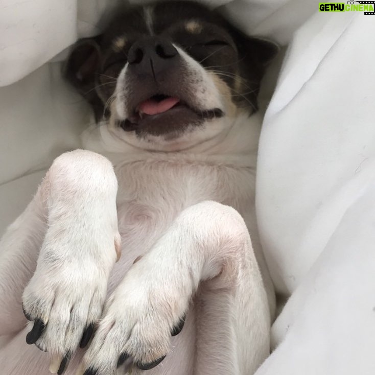 Emma Schweiger - 14.3K Likes - I miss my Baby so much. It's been an unbearable couple weeks without you and I don't know how much more I can handle. You are the absolute best friend one could ever wish for. Please come back soon. I'll be waiting here with fresh sheets for you to mess up with your dirty paws. I have and will always love you.