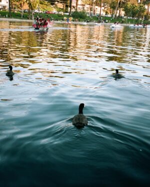 Emma Schweiger Instagram - Echo Park•••