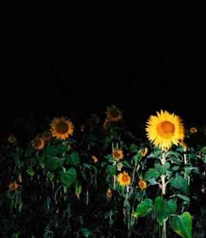 Emma Schweiger Instagram - Moonflower 🌙