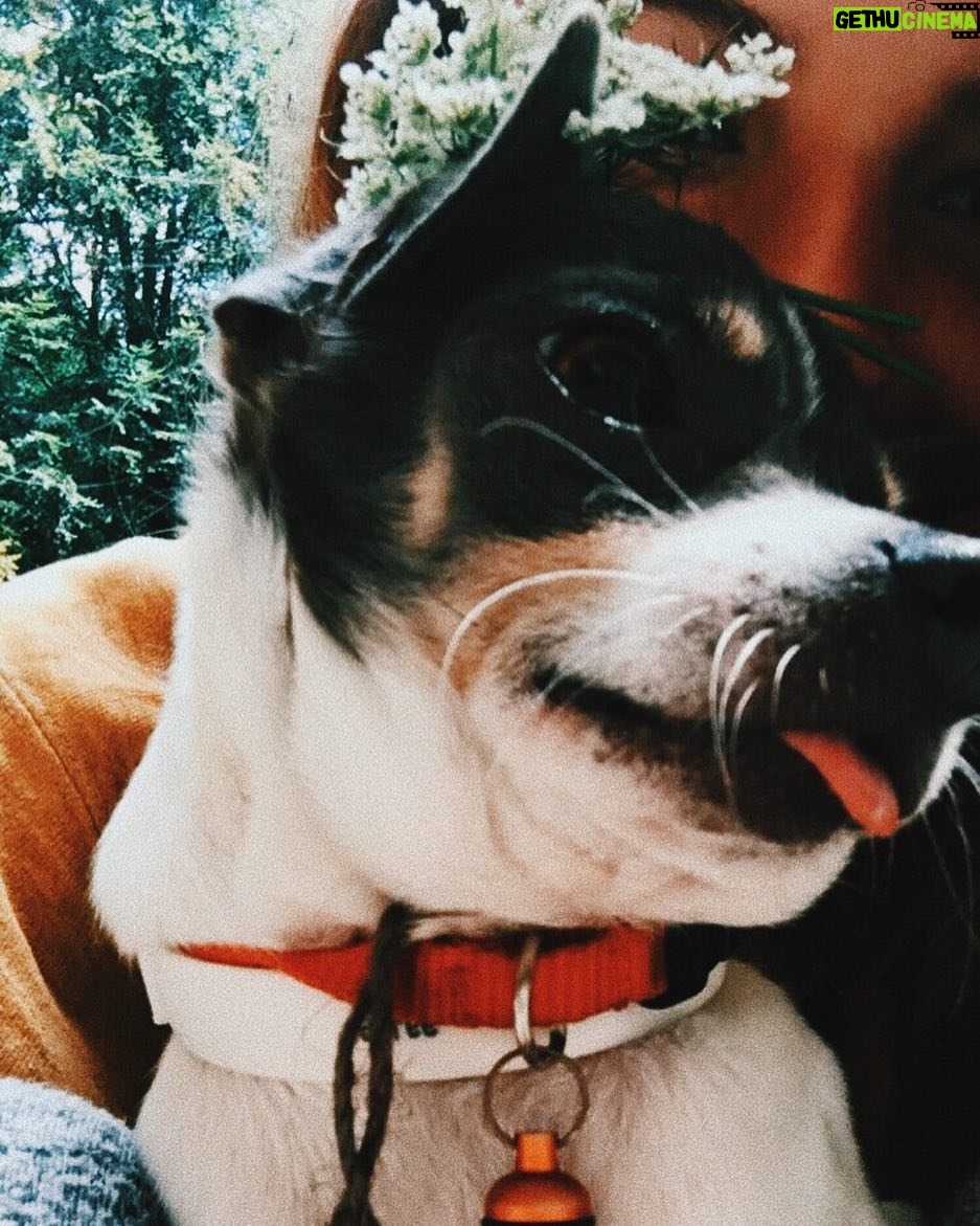 Emma Schweiger - 16.2K Likes - Missing this graceful little pup right about now 🌸❤️