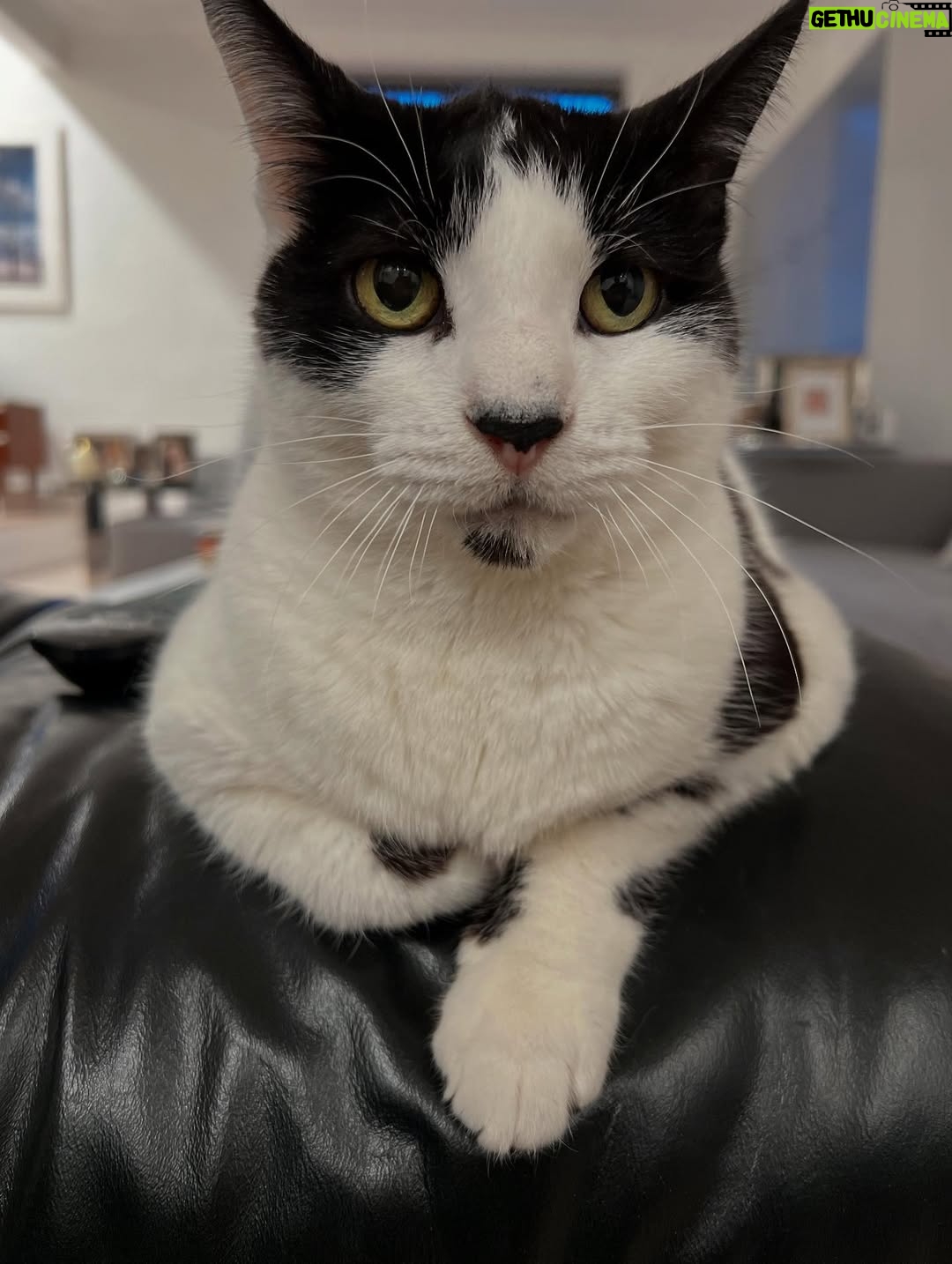 Emmy Rossum - 76K Likes - Adopt your new best friend from your local animal shelter or rescue group, save a life and bring love home! Here are my two besties for over a decade, Fiona (aka Fifi, Fiona G Kitty) Pepper (aka Pepperoni, Peppertron). #nationalbestfriendsday 
link in bio