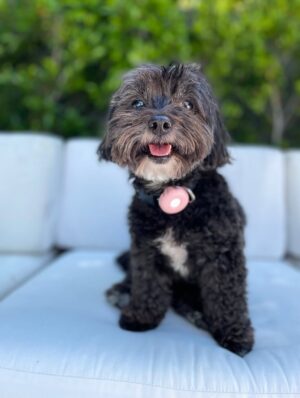 Emmy Rossum Instagram - Adopt your new best friend from your local animal shelter or rescue group, save a life and bring love home! Here are my two besties for over a decade, Fiona (aka Fifi, Fiona G Kitty) Pepper (aka Pepperoni, Peppertron). #nationalbestfriendsday 
link in bio