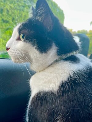 Emmy Rossum Instagram - Adopt your new best friend from your local animal shelter or rescue group, save a life and bring love home! Here are my two besties for over a decade, Fiona (aka Fifi, Fiona G Kitty) Pepper (aka Pepperoni, Peppertron). #nationalbestfriendsday 
link in bio