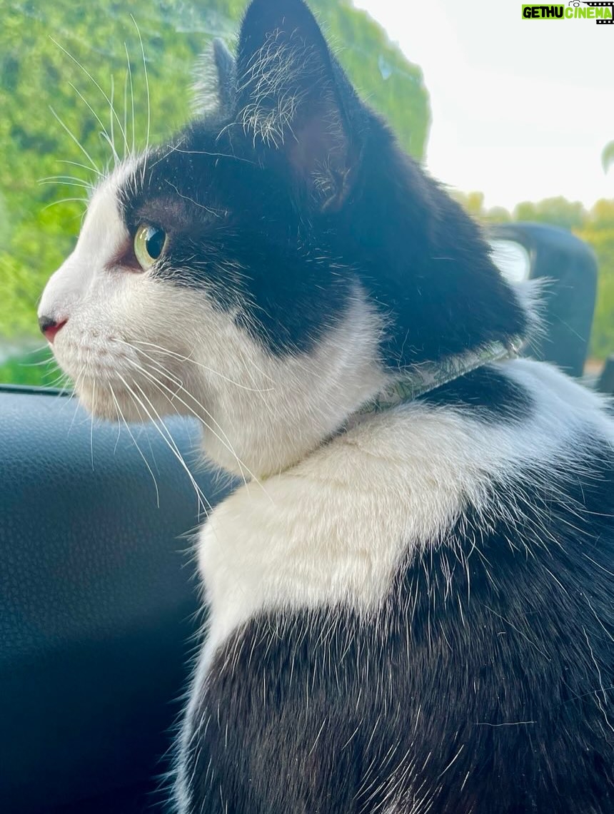 Emmy Rossum - 76K Likes - Adopt your new best friend from your local animal shelter or rescue group, save a life and bring love home! Here are my two besties for over a decade, Fiona (aka Fifi, Fiona G Kitty) Pepper (aka Pepperoni, Peppertron). #nationalbestfriendsday 
link in bio