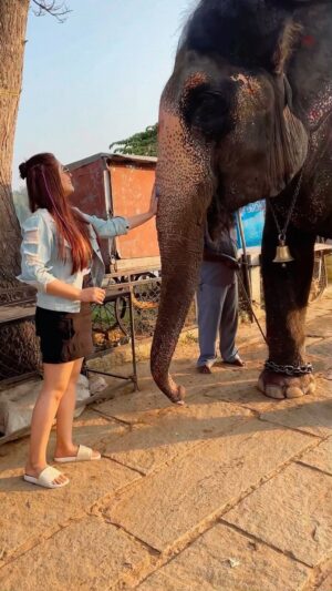 Geetanjali Singh Instagram - Meeting #Lakshmi at Virupaksha Temple
At first glance, seeing this beautiful and majestic creature was truly exciting. However, that excitement quickly turned into heartbreak when I noticed she was chained. It’s devastating to witness how humans treat animals as mere objects for their own benefit. While I understand and respect religious sentiments, I cannot support such practices.
Lakshmi gives blessings to everyone who offers money, but animals don’t partake in such actions willingly. Though her condition seemed fine and people claim she is well cared for, elephants are extraordinary, empathetic, and intelligent creatures. They are happiest living in their groups, roaming freely in the wild, and they play a vital role in maintaining forests and ecosystems for countless other species. They are an integral part of our planet’s rich biodiversity.
The tragic irony is that once elephants are removed from their natural habitat, they lose the ability to survive in the wild. An elephant in captivity has “nothing to do, nowhere to go, no one to see, and no one to communicate with.”
It’s high time we educate ourselves and bring an end to such practices. Anyone who participates in or supports such acts of #animalatrocity should reflect deeply and feel ashamed.
.
.
.
.
.
.
.
#animalcruelty #animalrights #animals #wildlife #preservenature #animallovers #elephants #alllifematters #animalwelfare #animallover #saveanimals #animal #wildlife #animalrightsactivist #stopanimalcruelty #stopanimalabuse #animalprotection #humanity #socialawareness #compassion #love #reels #reelswithgeetanjali #geetanjalisingh #ig #hampi #hampritrip