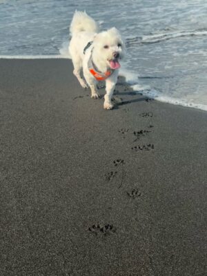 Chen Hua Instagram - 🥽
紀錄與小Muji 第一次的看海📝🌊
‘2025.07.02