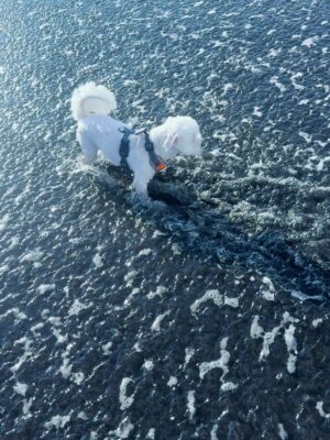 Chen Hua Instagram - 🥽
紀錄與小Muji 第一次的看海📝🌊
‘2025.07.02